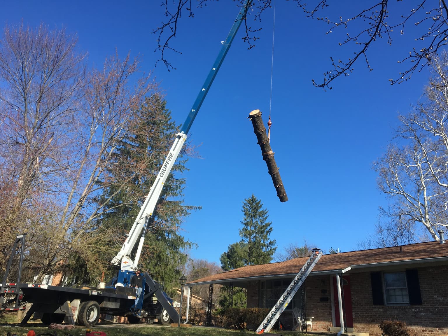 Mature Tree Care in Rockville, Potomac & Bethesda: What Homeowners Should Know