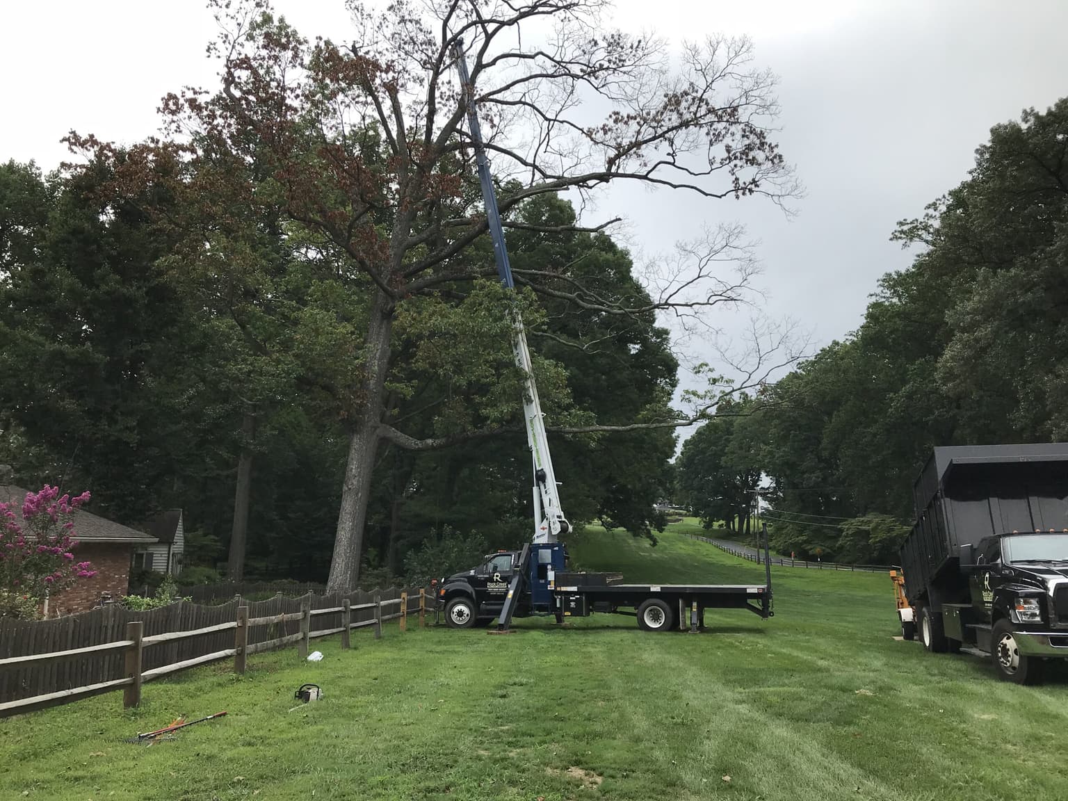 Tree Ordinances in Montgomery County: What Homeowners Need to Know
