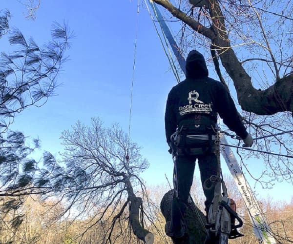 How to Fell a Tree