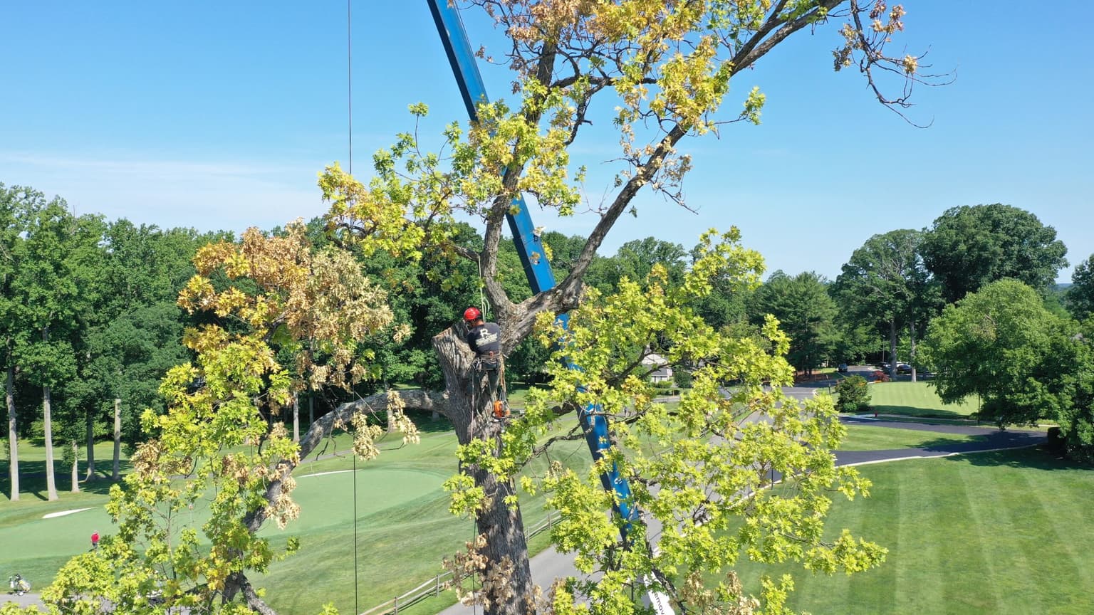 Why Your Norway Maple Needs to Go