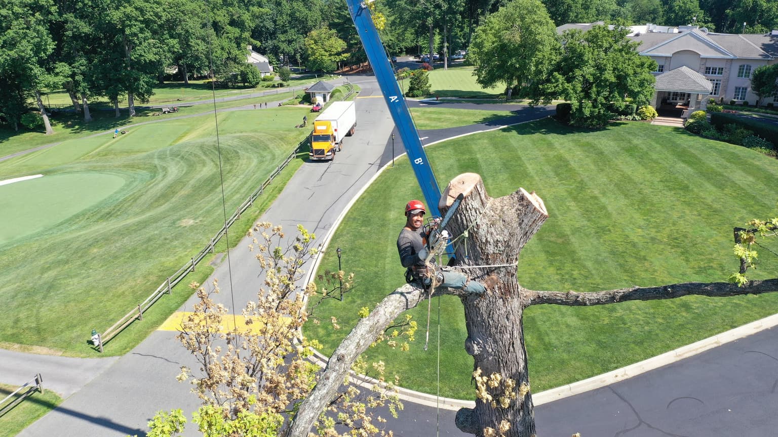 Does Homeowners Insurance Actually Cover Tree Removal?