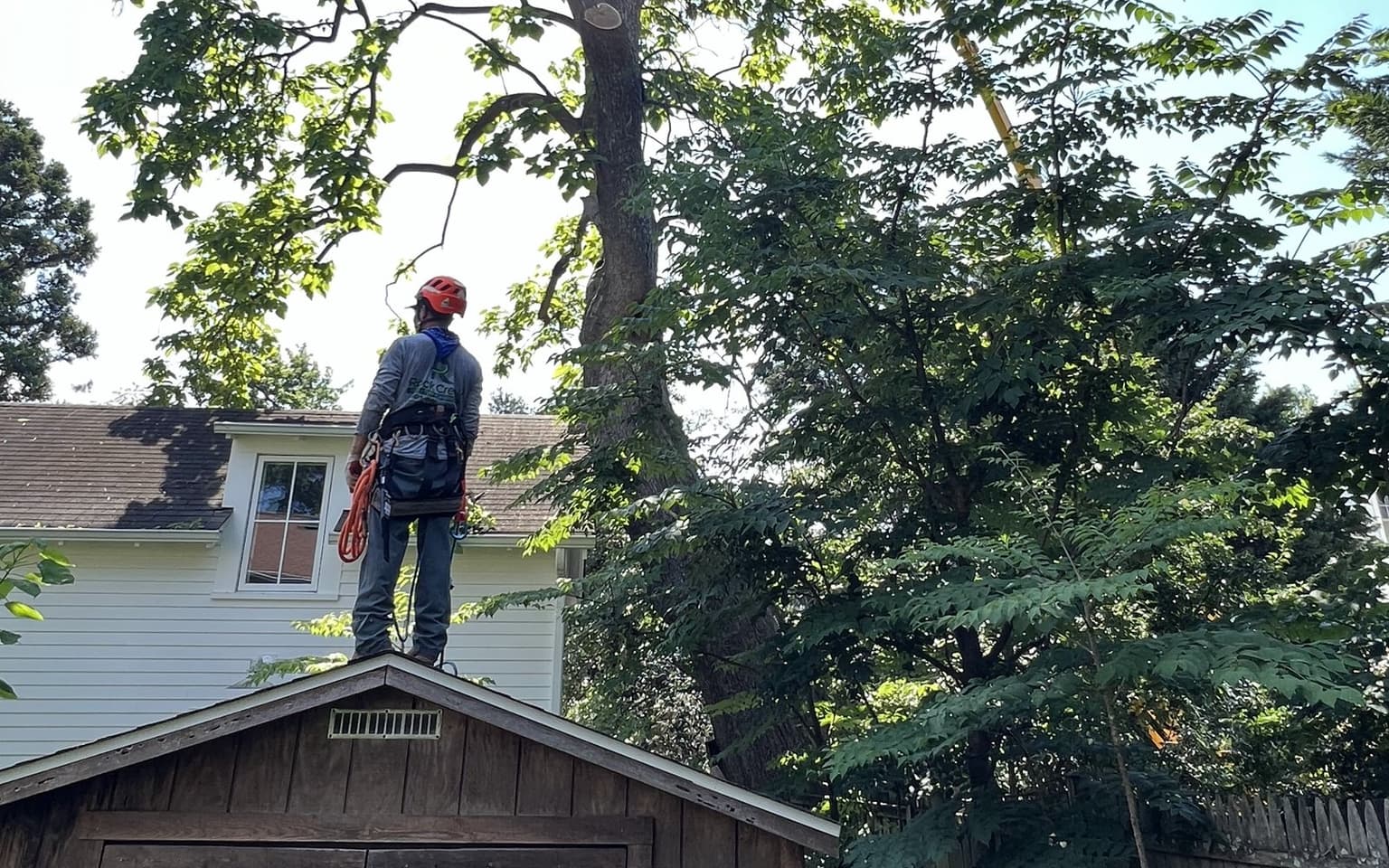 A Rock Creek climber in a red helmet and harness standing on the ridge of a wooden shed, looking up into the canopy where a second climber is working
