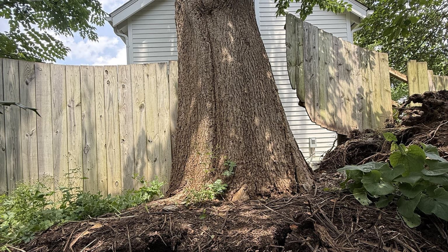 Storm-Damaged Catalpa Removal Near Quincy Street in Chevy Chase