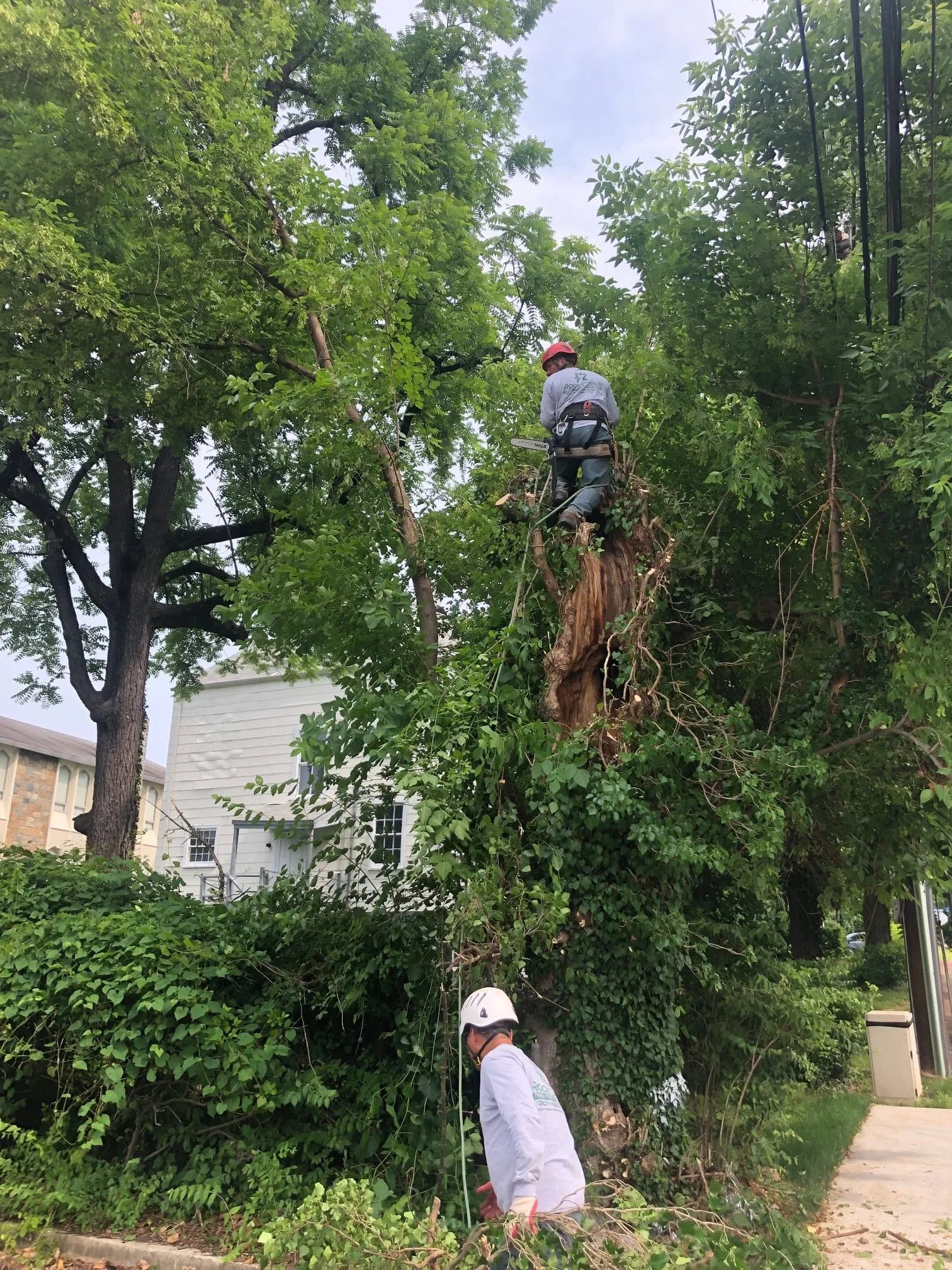 The Complete Guide to Tree Pruning