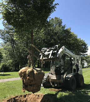 Rock Creek Tree crew planting a balled-and-burlapped tree