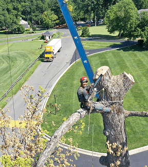 When Does a Tree Removal Require a Crane?