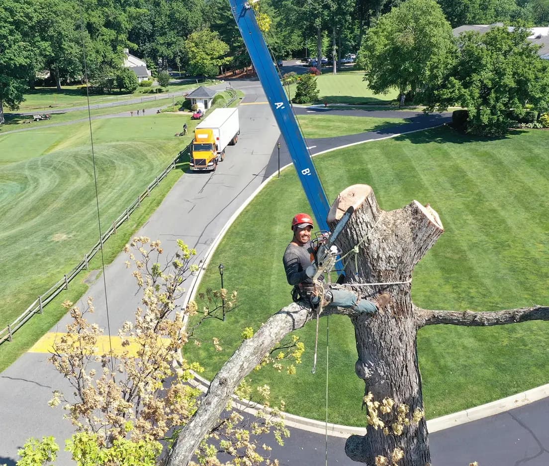 Common Tree Diseases in Maryland and How to Spot Them