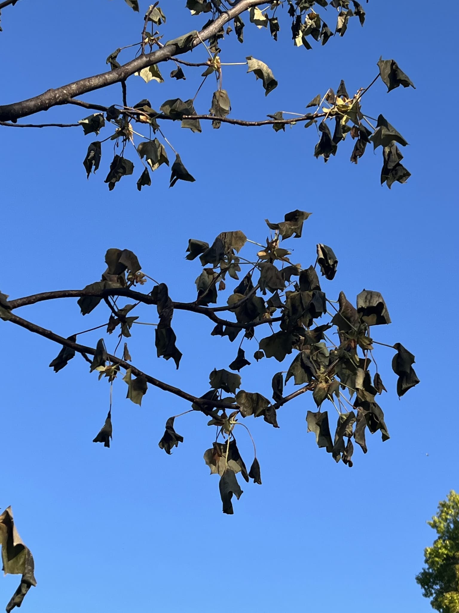 Why Are Tree Leaves Browning in Montgomery County Right Now?