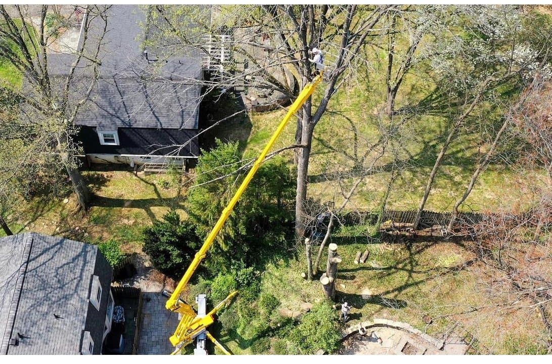 What to Do When Your Insurance Company Requires Tree Trimming or Threatens Non-Renewal