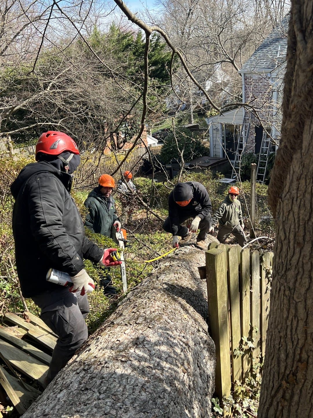 Can This Tree Be Saved? How the Decision Actually Gets Made