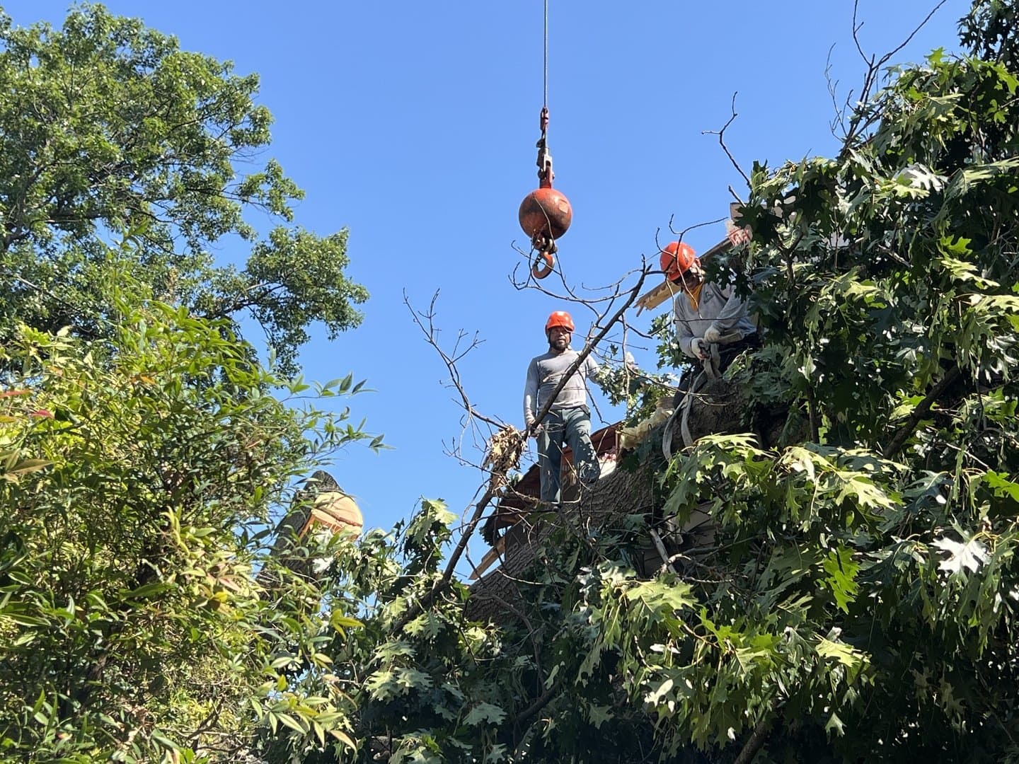 Two Rock Creek crew members in orange helmets working high in the green canopy of a mature oak in Montgomery County, a crane hook lowered above them.