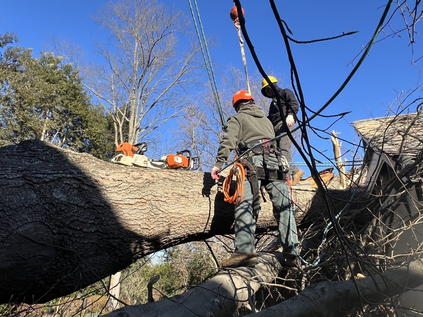 Two Rock Creek crew members working on a very large fallen trunk beside a storm-damaged building, chainsaws and rigging lines in place