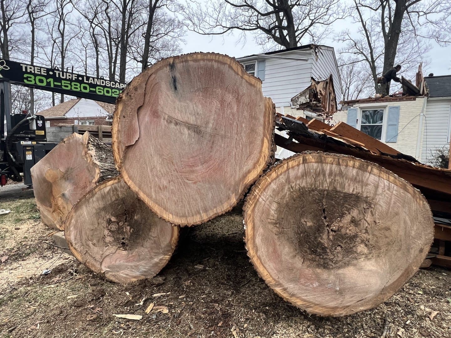 Large trunk rounds from a tree that came through the roof of a Montgomery County house, one with a dark, broken center, the torn roofline behind them