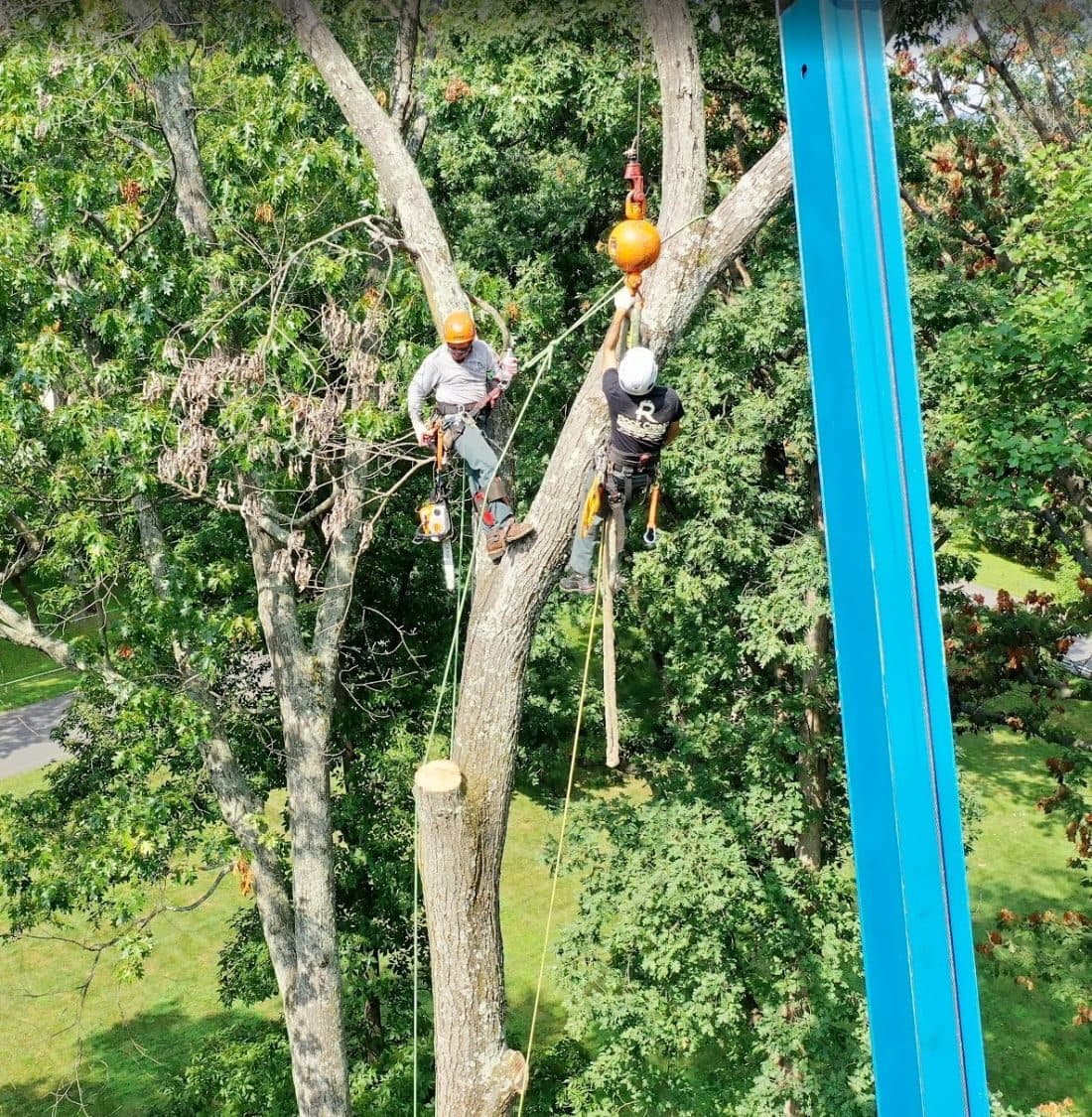 Two Rock Creek climbers roped into an oak canopy, one steadying a rigging line while the other works at the crane hook, with the blue crane boom alongside them