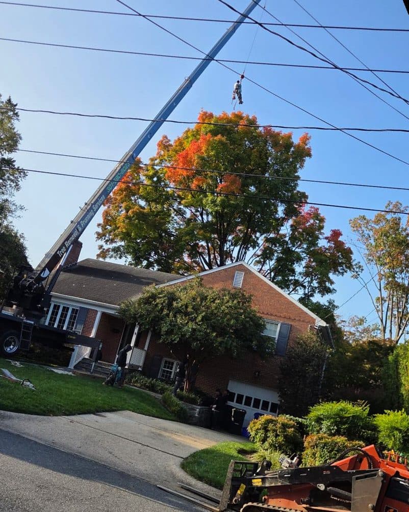 A climber riding the crane’s hook up toward the top of the red maple, with overhead utility lines crossing the sky between the boom and the house
