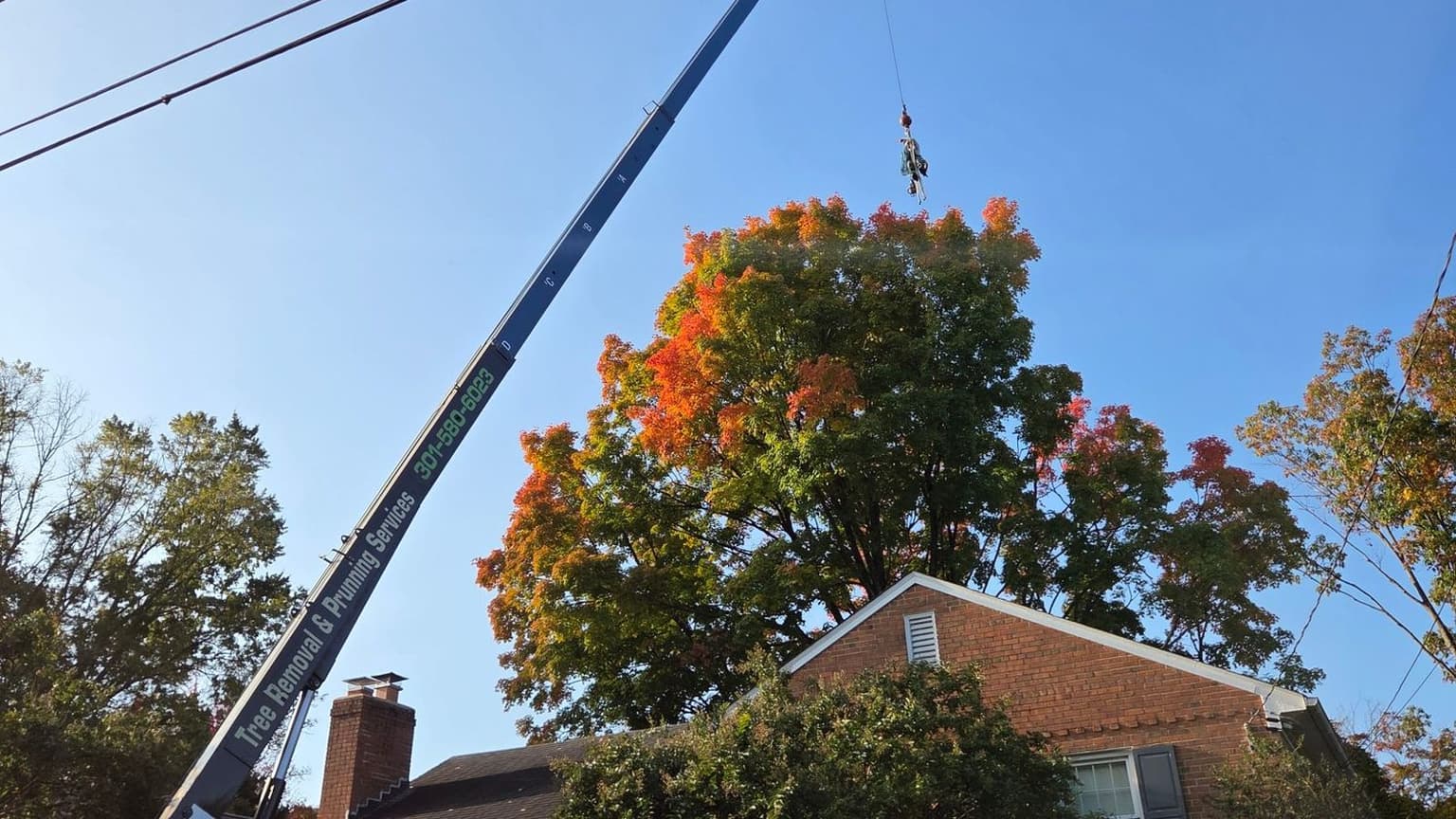 A crane boom angled steeply over a brick house, with a climber suspended from the hook above the orange and green canopy of a red maple in autumn