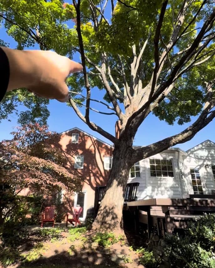 The red maple before removal, seen from the yard: a broad trunk rising beside the wooden deck built up against it, with the brick house and a white-sided addition behind