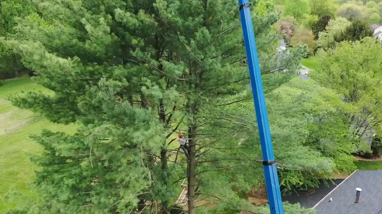 What Happens to Your Tree After We Remove It?